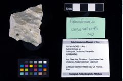 NHMW-GEO-2007z0149-0465_Ol_01.tifCulmenformosa sp.  (NHMW-GEO-2007z0149-0465)